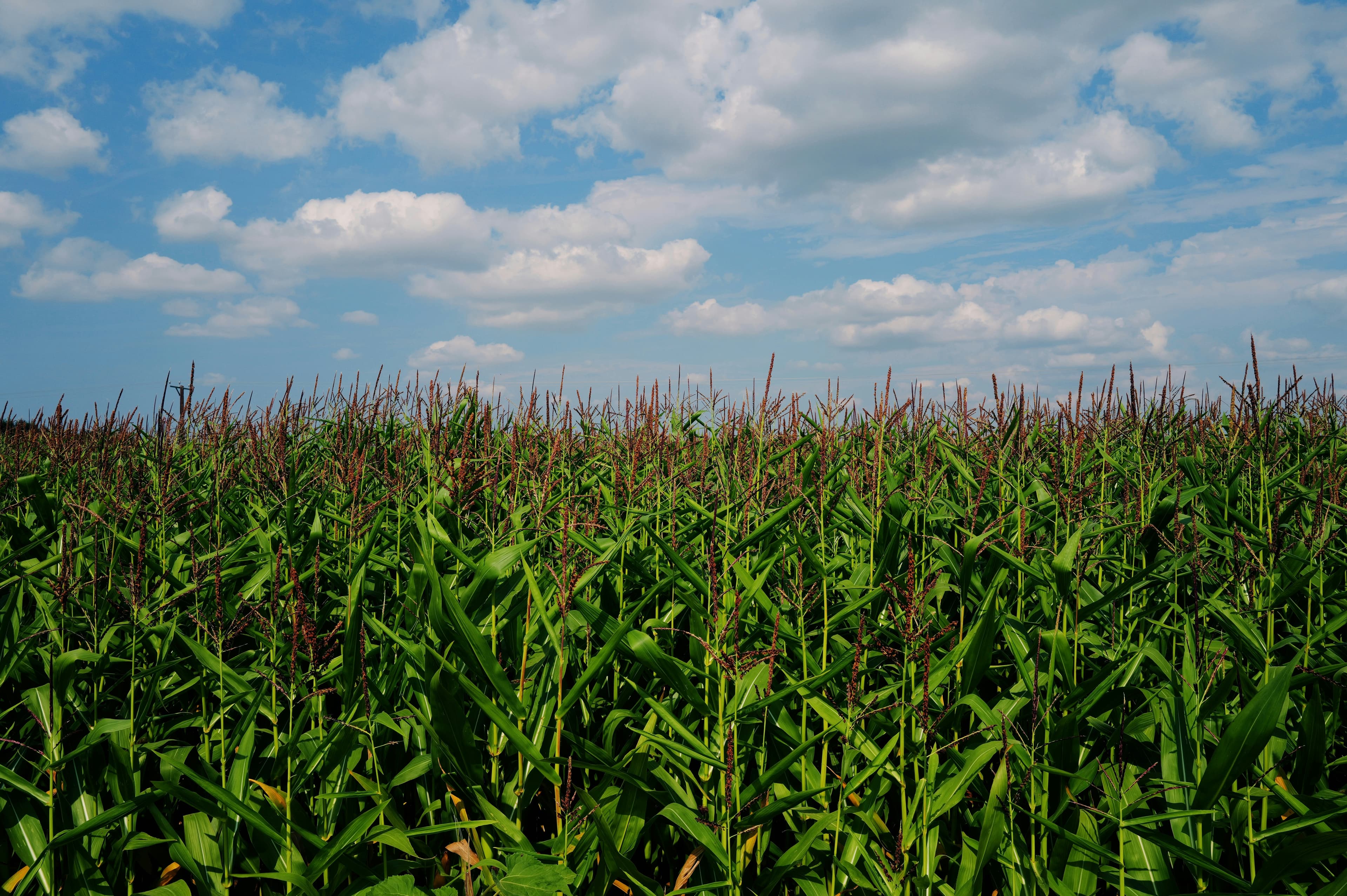 A green cornfield stretching to the horizon under a blue sky with clouds